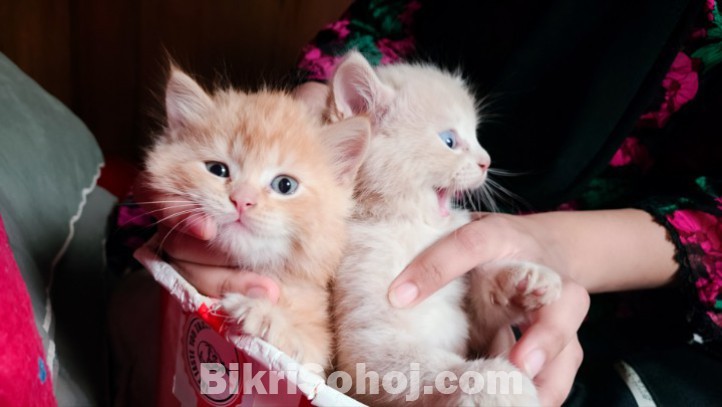 100% mix breed ginger kitten